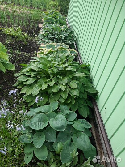 Хоста садовые цветы