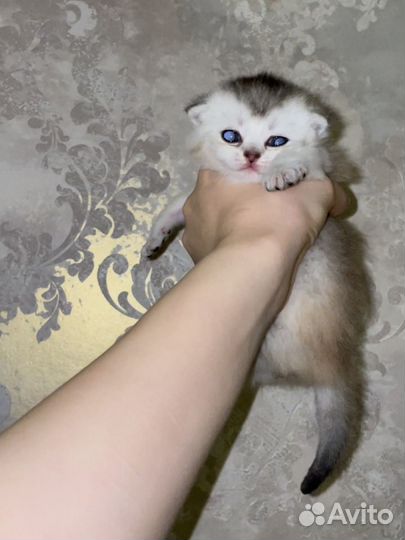 Британские котята