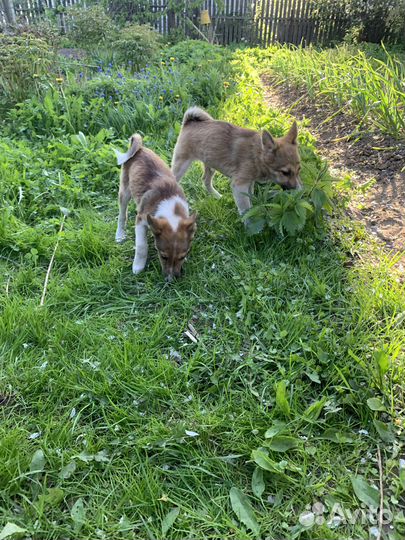 Щенки метисы