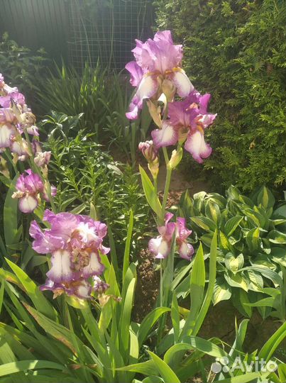 Ирисы сортовые