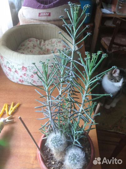 Кактусы и суккуленты