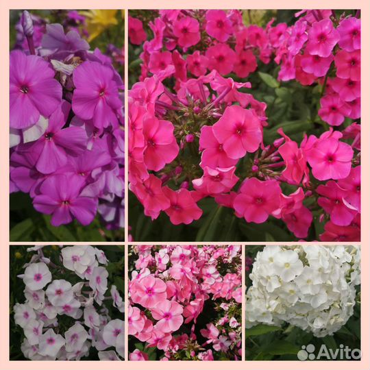 Флоксы многолетние