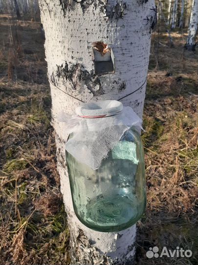 Березовый сок