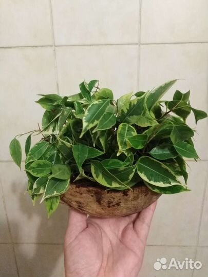 Фикус Кинки голд