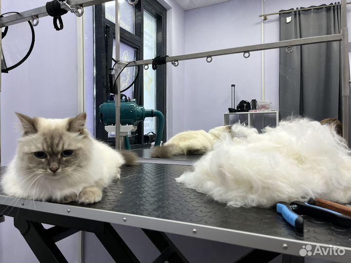 Груминг кошек