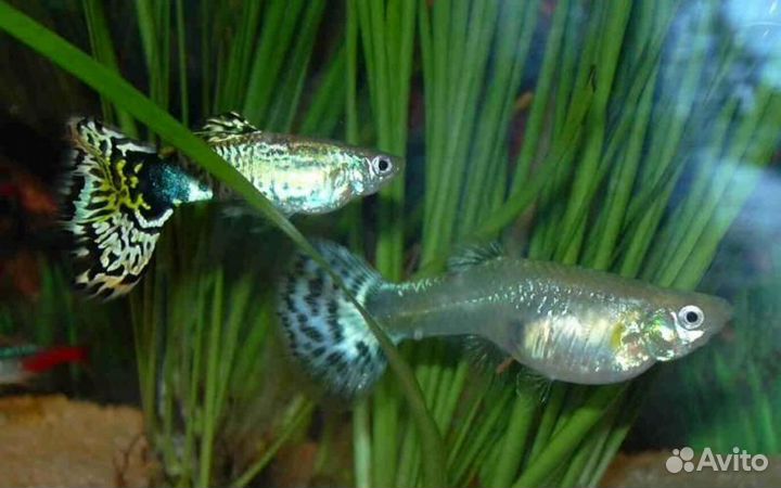 Набор растений и рыбок