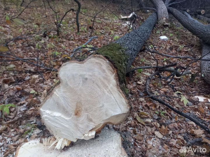 Липа. Берёза,дуб, осина кругляк