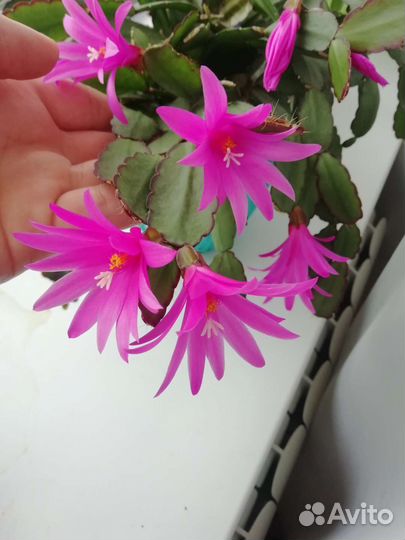 Цветок декабрист