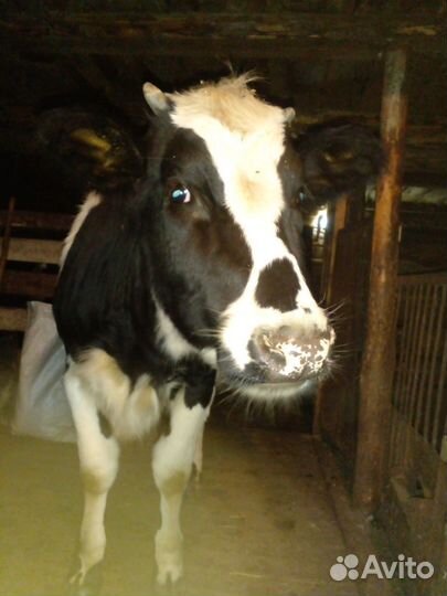 Телочка стельная