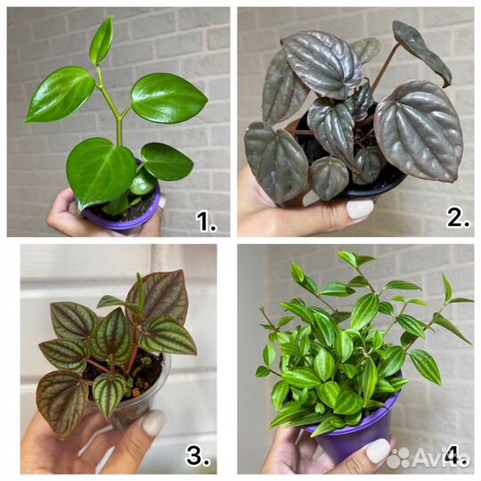 Пеперомии сортовые