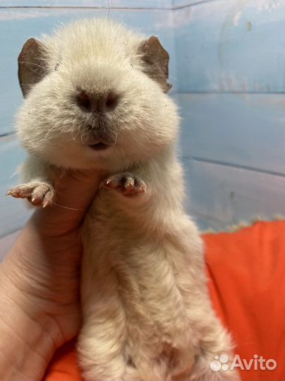 Морская свинка американский тедди