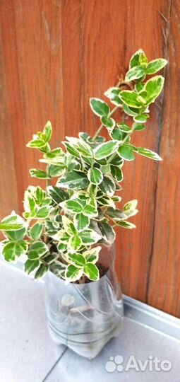 Бересклет Форчуна