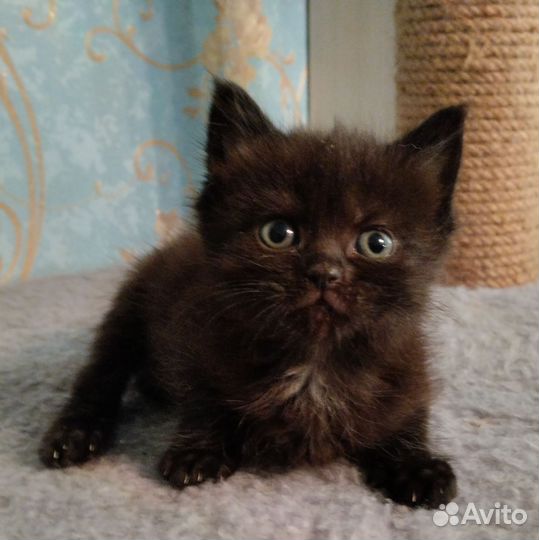 Котята, девочки