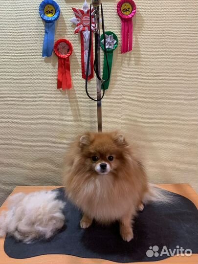 Груминг собак