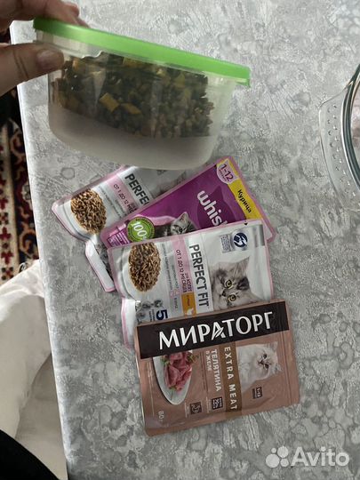 Кошечка в дар бесплатно с домиком и едой и лотком