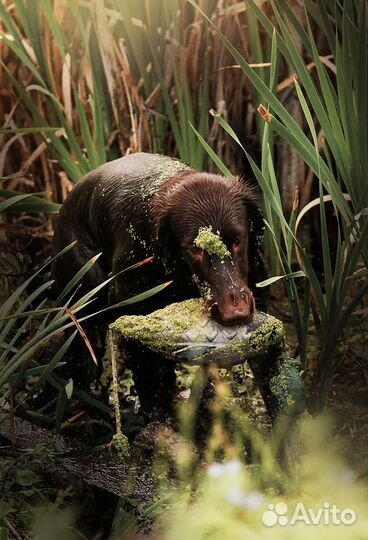 Лучшие из ретриверов