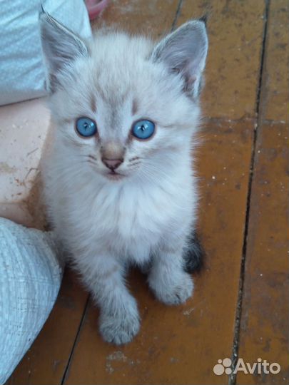Котята