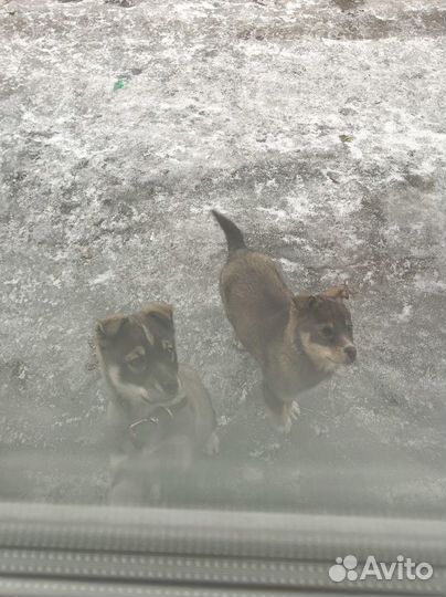 Собака, щенок