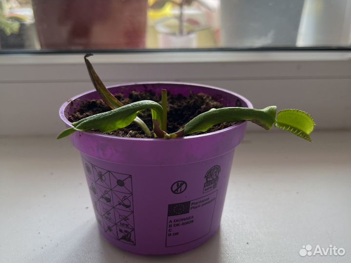 Венерина мухоловка (дионея)