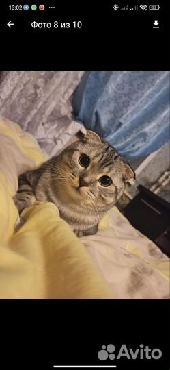 Отдам котика в добрые руки)