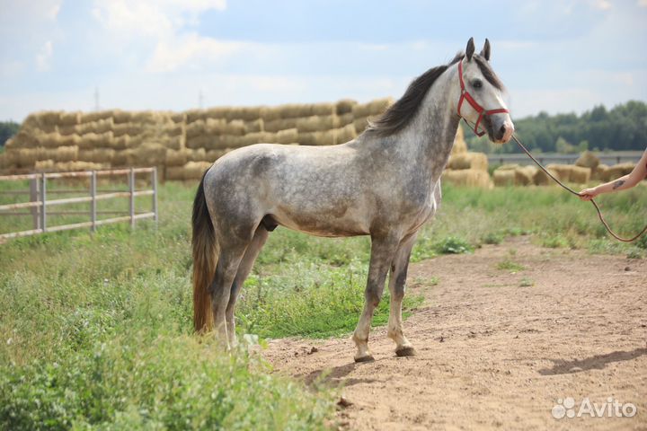 Орловский рысак жеребец