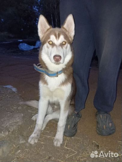 Сибирский хаски