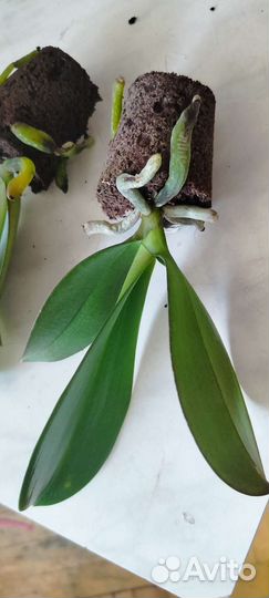 Орхидея фаленопсис детка 1.7