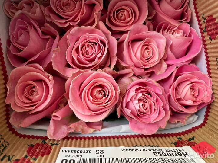 Розы опт. от 500 шт. с Эквадора