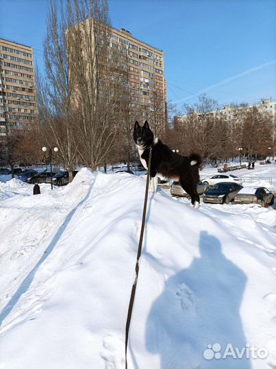 Русско европейская лайка