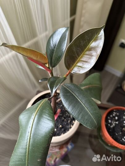 Фикус каучуконосный