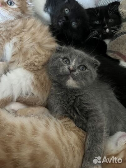 Вислоухие котята