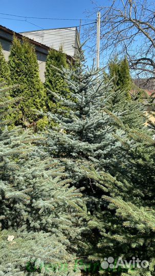 Ель голубая