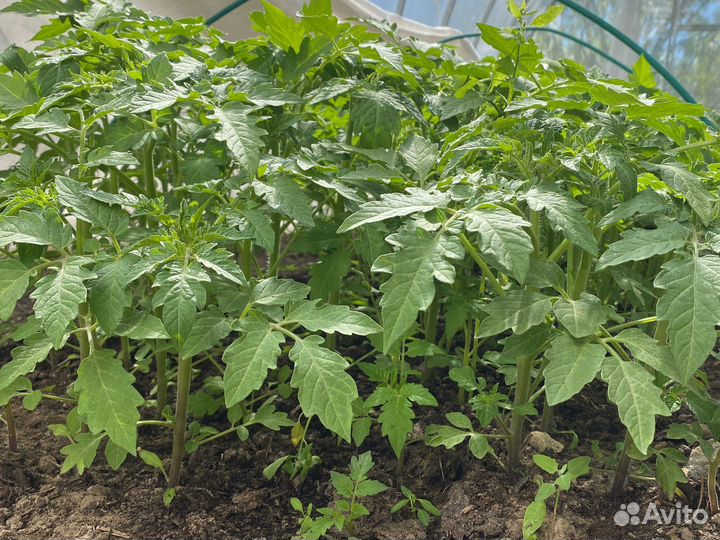 Рассада томатов перцев баклажан цветы