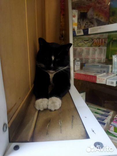 Котику грозит опасность