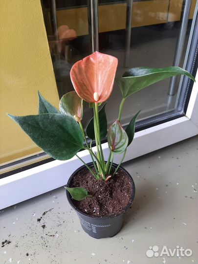 Антуриум Andre Alegria