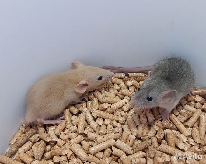 Крысята дамбо(мальчики и девочки)