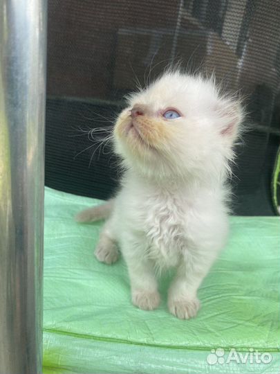 Шотландские вислоухие котята