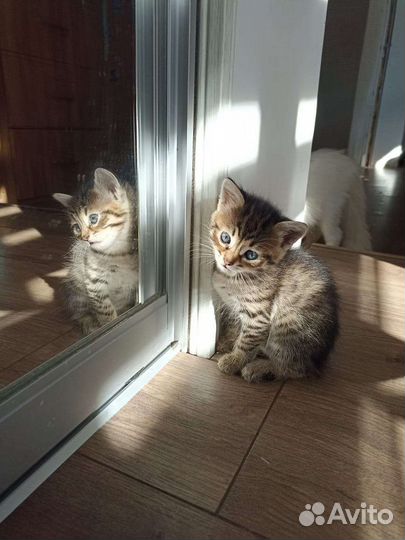 Котенок 2 месяца