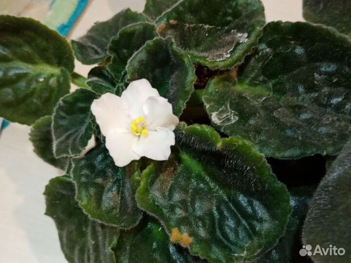 Фиалка белая