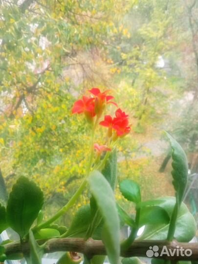 Каланхоэ оранжевый