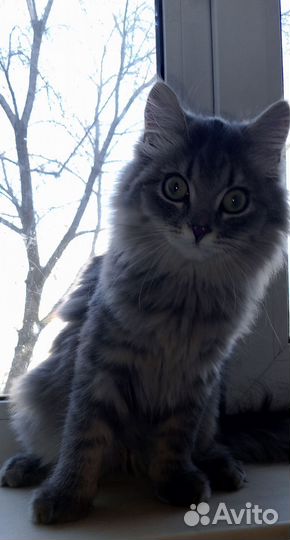 Кот в добрые руки