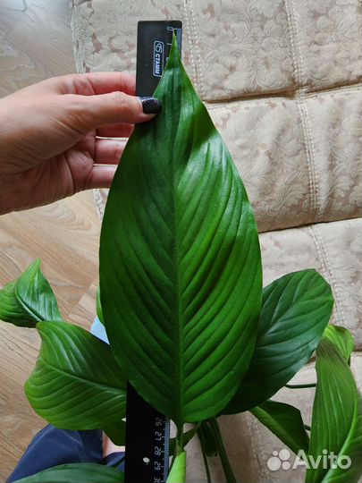 Спатифиллум