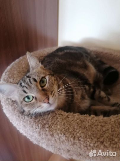 Шотландский котик