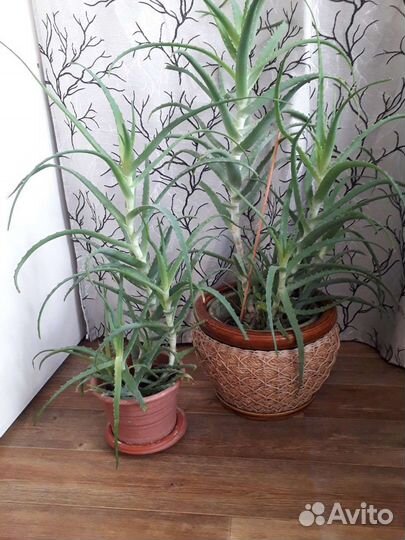 Комнатный цветы алоэ