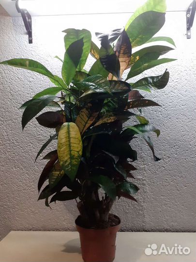 Кротон миссис айстон