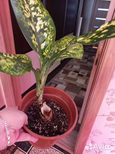 Диффенбахия сегуина