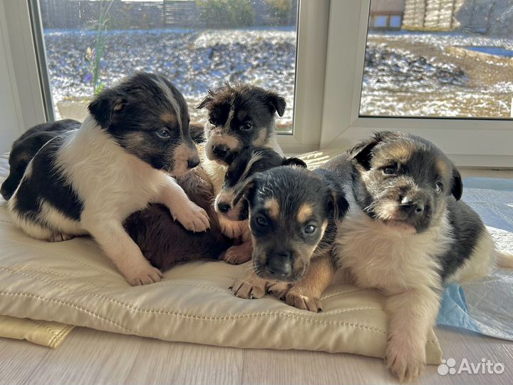 Щенок в добрые руки