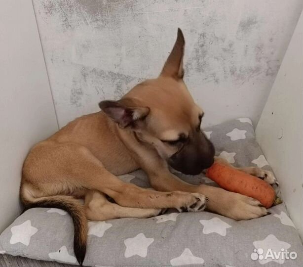 Собака в добрые руки