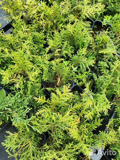 Туя голден глоб