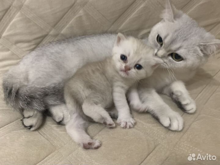 Британская кошка